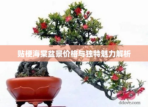 贴梗海棠盆景价格与独特魅力解析