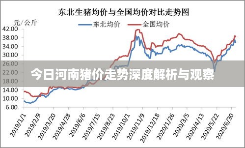 今日河南猪价走势深度解析与观察