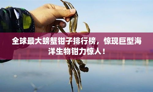 全球最大螃蟹钳子排行榜，惊现巨型海洋生物钳力惊人！