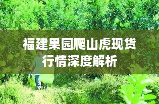 福建果园爬山虎现货行情深度解析