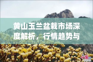 黄山玉兰盆栽市场深度解析，行情趋势与前景展望