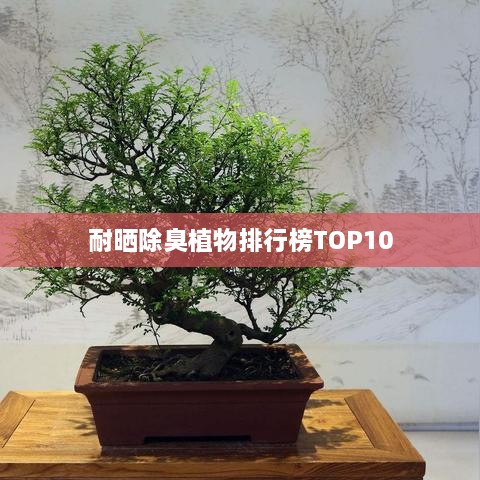 耐晒除臭植物排行榜TOP10