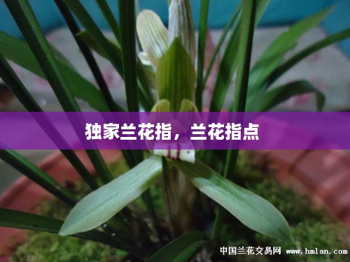 独家兰花指，兰花指点 