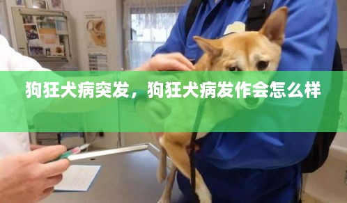 狗狂犬病突发，狗狂犬病发作会怎么样 