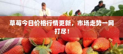 草莓今日价格行情更新，市场走势一网打尽！