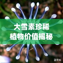 大雪素珍稀植物价值揭秘，价格几何？