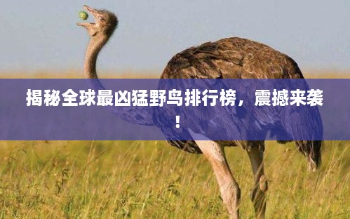 揭秘全球最凶猛野鸟排行榜，震撼来袭！