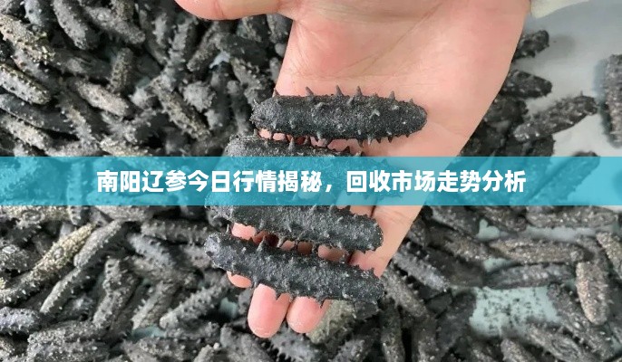 南阳辽参今日行情揭秘，回收市场走势分析