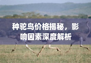 种驼鸟价格揭秘，影响因素深度解析
